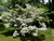 Kousa Japanese Dogwood - White Flowering Tree - Live Plant Shipped 3 to 4 Feet Tall