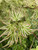 Ikandi Dwarf Variegated Japanese Maple 2 -Year Plant