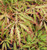 Green Hornet Weeping Japanese Maple 3 - Year Live Plant