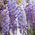 1 Live Plant Blue Chinese Wisteria | 1 to 2 Ft. Rooted Vines Purple Flowers 1 Live Plant Blue Chinese Wisteria | 1 to 2 Ft. Rooted Vines Purple Flowers