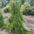 Weeping Norway Spruce 2 - Year Live Plant
