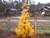 Louie White Pine 2 - Year Graft