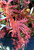 Mikazuki Japanese Maple - Flurescent Pink and Purple Variegation 2 - Year Live Plant