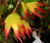 Tsuma Beni Japanese Maple 2 - Year Live Plant