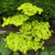 Jordan Japanese Fullmoon Maple Shirasawanum 2 - Year Live Plant