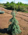 Weeping White Picea- Picea glauca 'Pendula' 2 - Year Live Plant