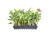 Orange Bird of Paradise | Strelitzia Reginae | 10 Live Plants | Tropical Perennial Blooming Specimen