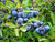 Prunus spinosa, Sloe - Blackthorn Tree 20 Fresh Seeds