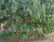 Mexican Weeping Pine Tree Seeds for Planting (30 Seeds) - Pinus patula