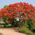 QAUZUY GARDEN 5 Red Delonix (Royal Poinciana Flame Tree ) Flamboyant Phoenix Flower Seeds, Perennial Exotic Tropical Tree Attract Pollinators, Striking Bonsai Accent Plant