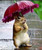 Kaliosy 5D Diamond Painting Squirrel Animal by Number Kits, Paint with Diamonds Art Flower Rain DIY Full Drill, Crystal Craft Cross Stitch Embroidery Decoration 30x40cm?12x16inch?