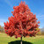 CHUXAY GARDEN 25 Seeds Acer Rubrum Seed,Red Maple,Scarlet Maple,Swamp Maple,Canadian Maple Deciduous Tree Privacy Screen Extremely Decorative Great for Garden