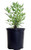 Perovskia atriplicifolia (Russian Sage) Perennial, purple flowers, 1 - Size Container