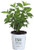 Fire Light Hardy Hydrangea (Paniculata) Live Shrub, White to Pink and Red Flowers, 4.5 in. Quart