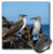 3dRose Ecuador, Galapagos Islands, Isabela Island, Blue-Footed Booby - Mouse Pad, 8 by 8" (mp_207624_1)