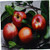 3dRose Apple Ceramic Tile Coaster, 6-Inch
