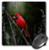 3dRose LLC 8 x 8 x 0.25 Inches Mouse Pad, Wild Cardinal Bird (mp_48670_1)