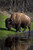 Posterazzi Buffalo Poster Print by River Bank (11 x 17)