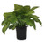 Guacamole Plantain Lily - Hosta Guacamole - 19cm
