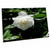 3dRose A White Rose on a Bush of Green Standing Out on her own - Desk Pad Place Mats (dpd-255923-1)