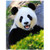 Rstick Panda Blanket Panda Bear Fleece Blanket Soft Fuzzy Plush Throw Blankets for Couch Bed 60"x80"