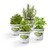 Bonnie Plants Cup Of Tea Plant Garden - 4 Pack Live Plants | 12 - 36 Inch Tall Plants | Peppermint, Lavender, Lemon Balm & Spearmint