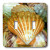 3dRose lsp_24001_2 Sea Shells Up Close Double Toggle Switch