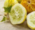 Heirloom Lemon Cucumber Seeds - Cucumis sativus - 30 Seeds, 1 Gram - B31
