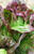 Lettuce, Red Leaf Romaine Lettuce Seeds, Non-GMO, 100+ Seeds per Package, Healthy Hearty, A Great addtion to Any Salad.