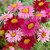 Outsidepride 5000 Seeds Perennial Chrysanthemum Robinson's Flower Seed Mix for Planting