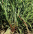 100 LEMONGRASS East Indian Lemon Grass Cymbopogon Flexuosus Seeds
