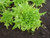3000 OAK LEAF LETTUCE Lactuca Sativa Vegetable Seeds