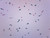 Euglena Virdis, Wholemount - Prepared Microscope Slide - 75 x 25mm - Biology & Microscopy - Eisco Labs