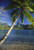 Posterazzi French Polynesia Moorea Opunohu Scenic View of Clear Bay and Palm Trees. Poster Print (12 x 19)