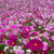 Outsidepride Cosmos Flower Seed Mix - 1 LB