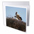3dRose Taiche - Photography - Stork - Stork and Storklets On The Nest - Greeting Cards (gc-364781-1)
