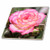 3dRose ct_23599_2 Romantic Rose Ceramic Tile, 6-Inch