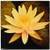 3dRose ct_13905_2 Yellow Lotus Flower-Ceramic Tile, 6-Inch