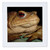 3dRose Common European Toad Bufo Bufo Close Up Photograph - Quilt Squares (qs_353049_4)