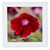 3dRose A Macro Photograph of a red Dianthus in Bloom. - Quilt Squares (qs_350884_10)