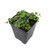 String of Hearts/Turtles/Peace Sign/Cross - Peperomia prostrata- 2.5" Pot