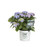 1 Gal. Let's Dance Starlight Bigleaf Hydrangea (Macrophylla) Live Shrub, Blue or Pink Flowers