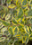 Miss Lemon Abelia (2.5 Quart) Flowering Evergreen with Variegated Foliage and Pink Blooms - Full Sun to Part Shade Live Outdoor Plant - Southern Living Plants