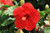 Costa Farms - Live Hibiscus Tropical Outdoor Plant in 3.00 qt Grower Pot, Red Flowers