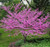 Eastern Redbud Tree Seedlings for Planting - Amazing Pink Spring Flowers (3 Trees) - No Ship to California