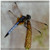 3dRose ct_11560_5 Beautiful Dragonfly Glass Tile, 4-Inch