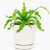 Bird's Nest Fern (4" Minimalist Pot w. Saucer) - Eye-catching, Easy to Grow, Easy to Care Houseplant - Live Healthy Houseplant for Home Office Decoration