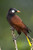 Posterazzi Close oropendola (Psarocolius montezuma) perching on a branch Arenal Volcano Costa Rica Poster Print by Panoramic Images, (16 x 24)