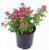 Flower Carpet Roses - Rosa Pink (Rose) Rose, double pink flowers, #2 - Size Container