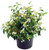 Viburnum p. t. 'Summer Snowflake' (Doublefile Viburnum) Shrub, white flowers, #2 - Size Container